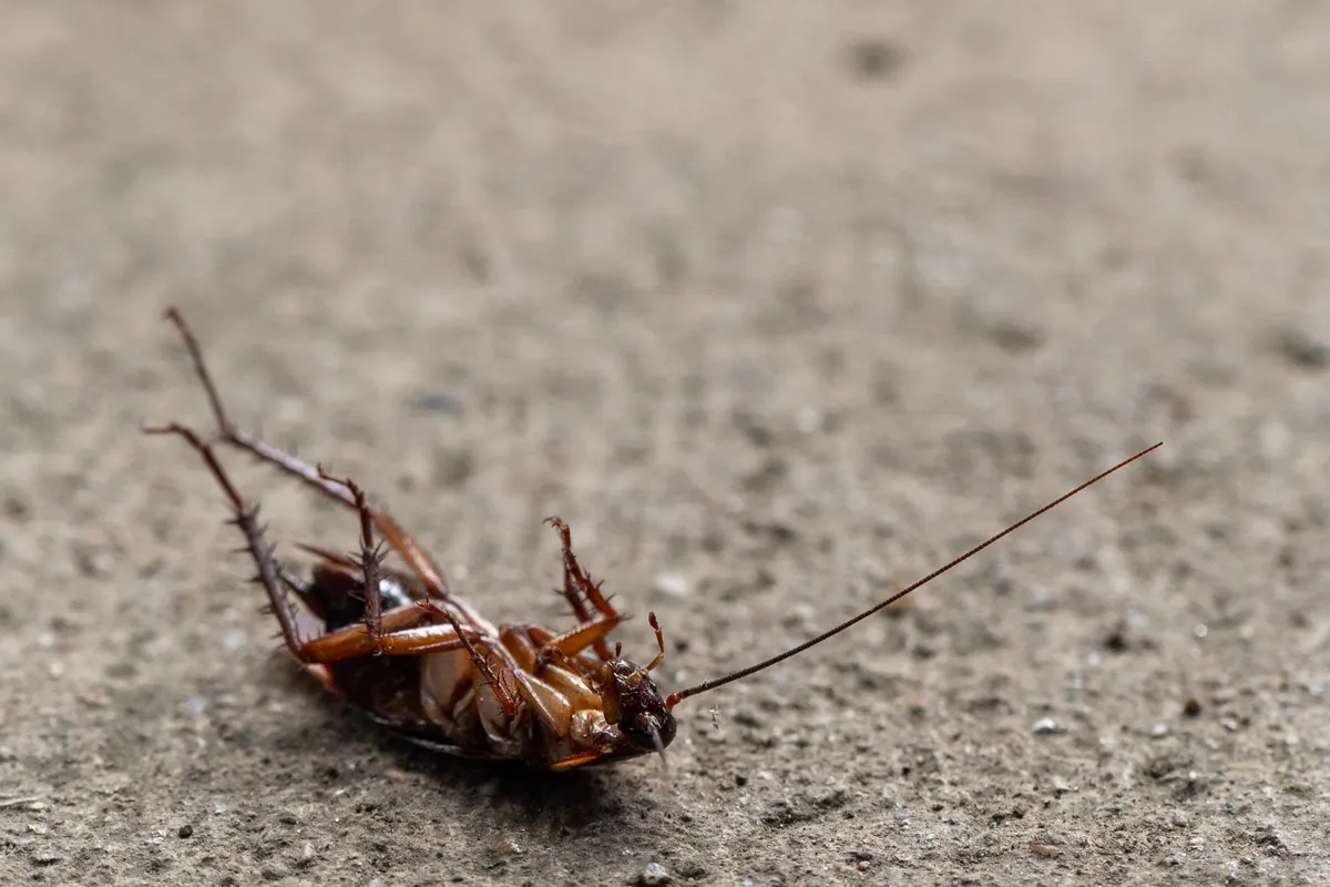 Cucaracha boca arriba sobre una superficie arenosa en primer plano
