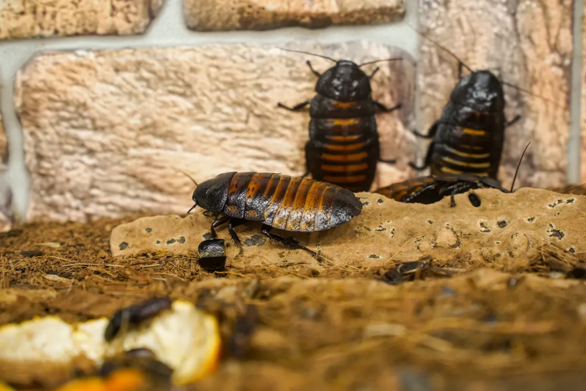 Cucarachas silbadoras sobre una superficie con textura en un entorno natural