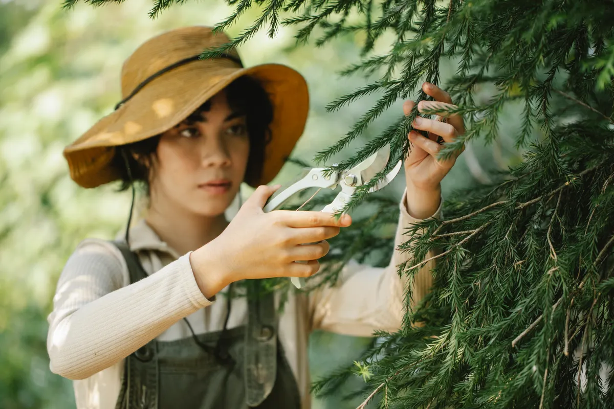 Jardinera concentrada con sombrero podando las ramas de un árbol en el campo