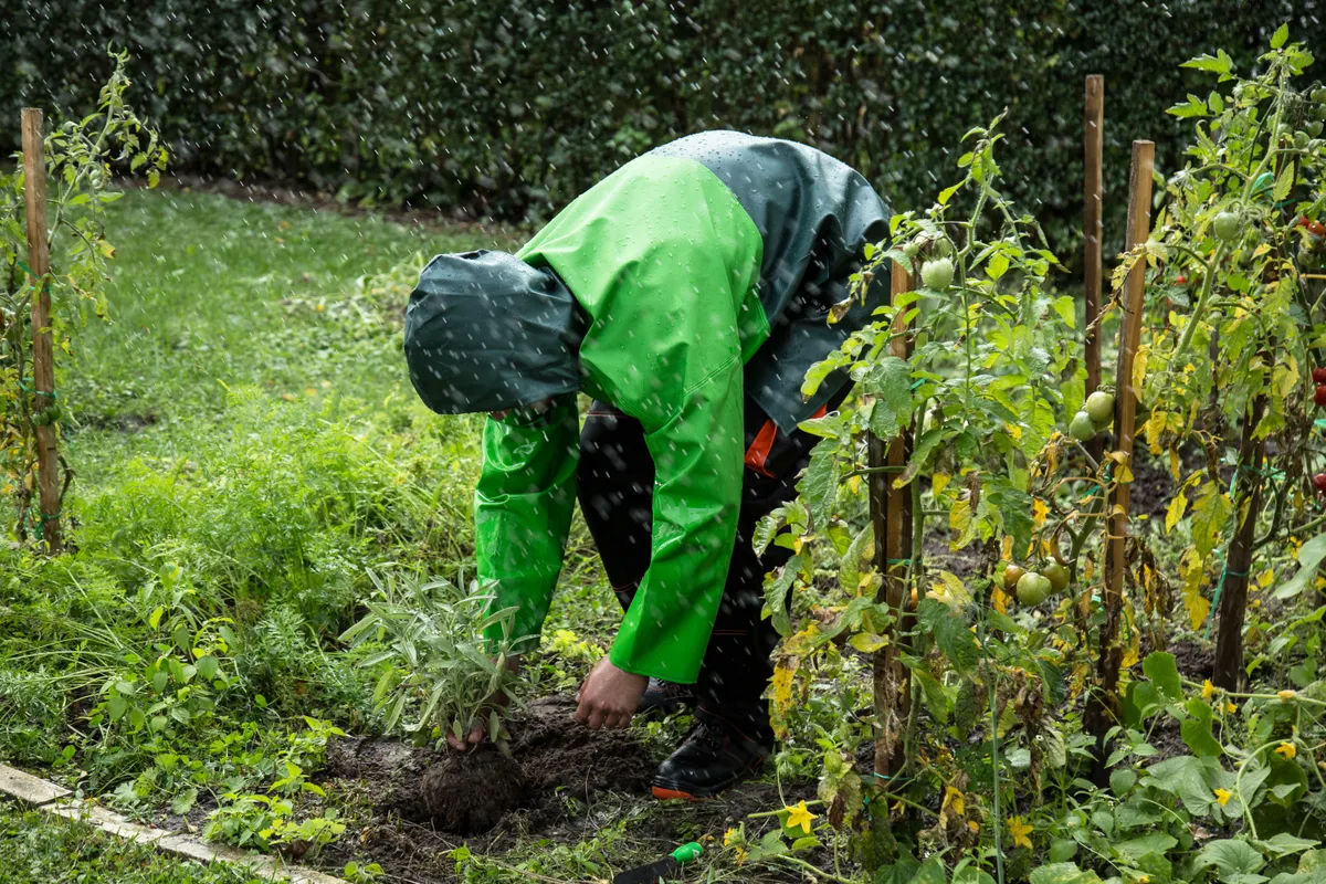 Jardinero con chubasquero cuidando un huerto bajo una lluvia ligera