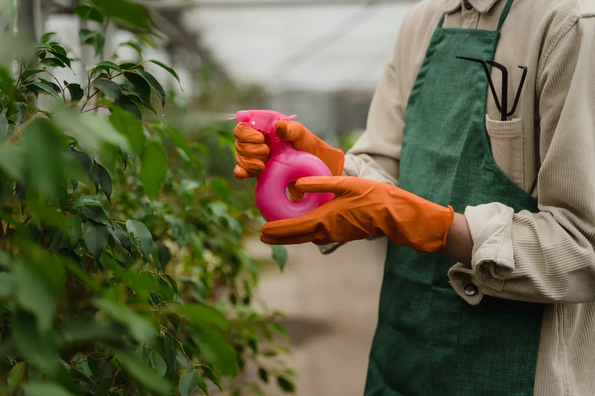 Jardinero con guantes pulverizando las plantas de un invernadero