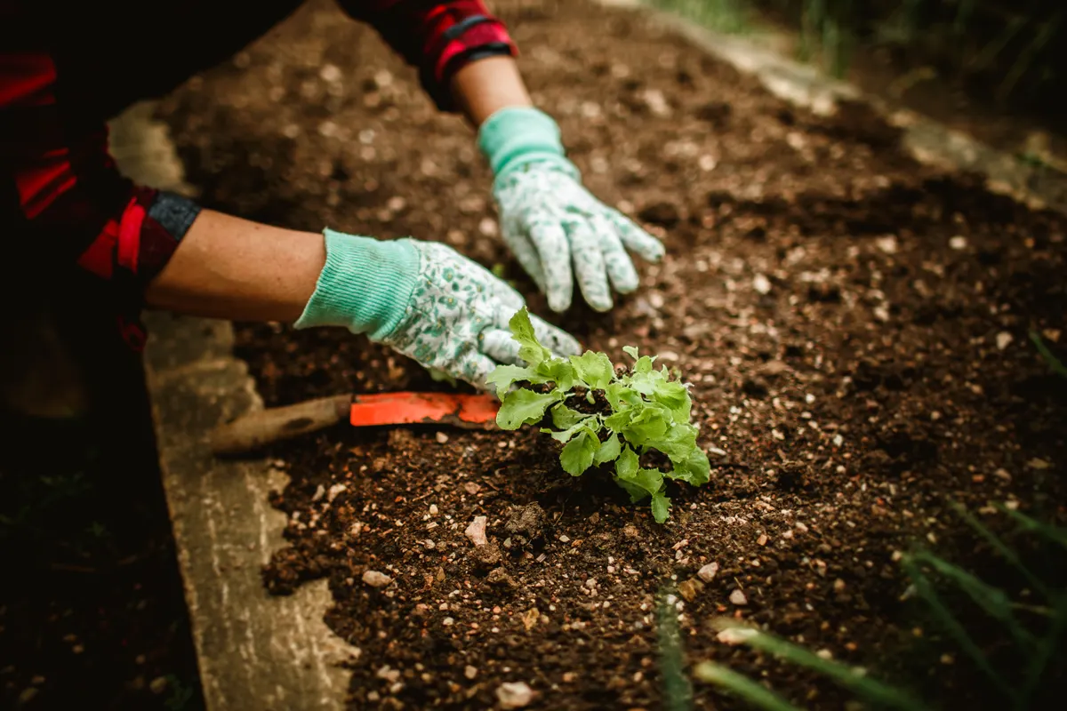Jardinero con guantes trasplantando un plantón a la tierra