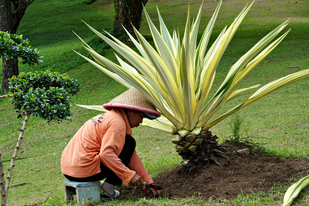 Jardinero con sombrero de paja cuidando una gran yuca en un jardín frondoso