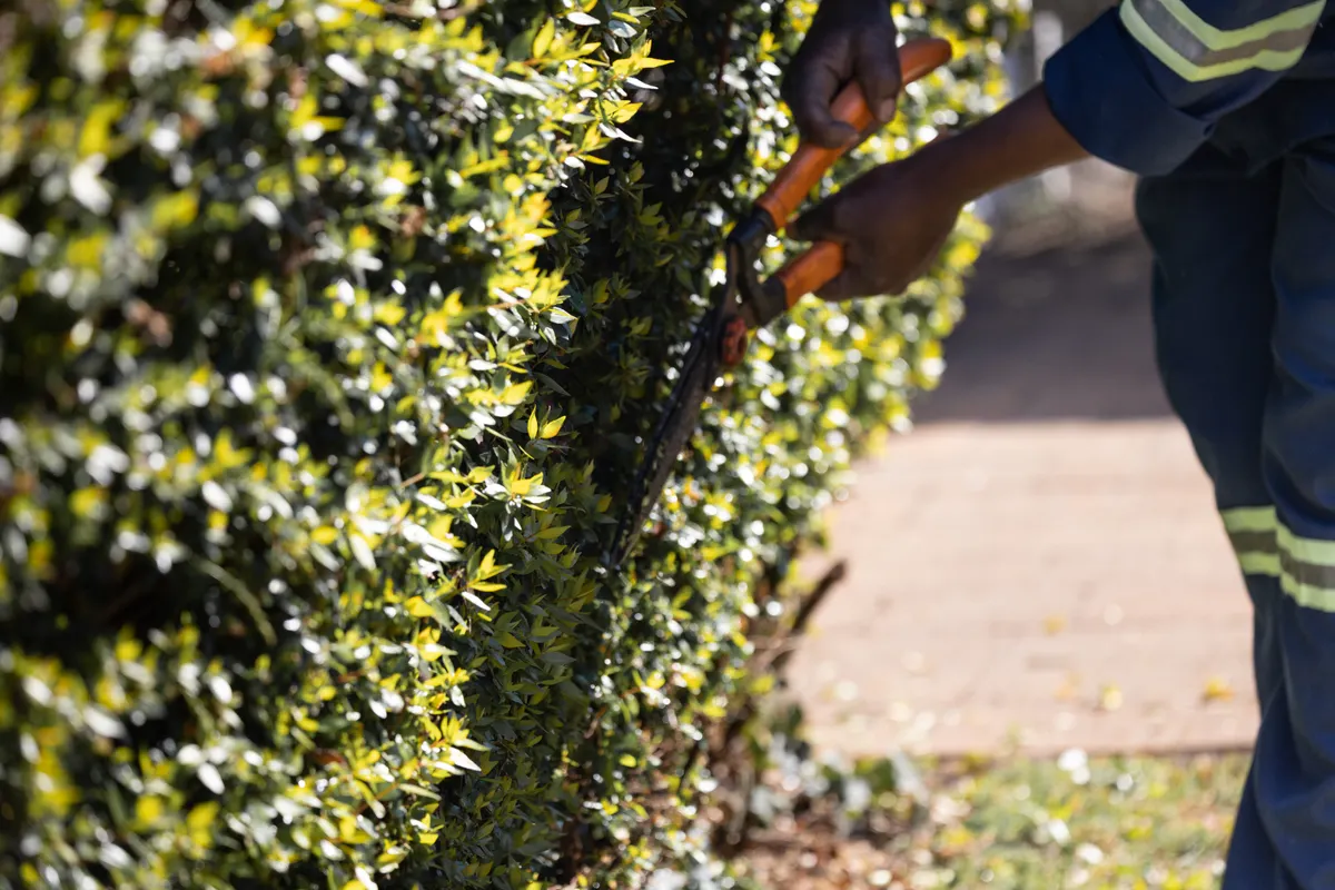 Jardinero con uniforme recortando a mano el lateral de un seto con unas tijeras cortasetos