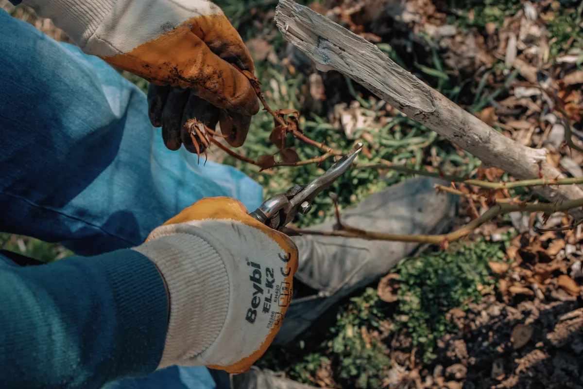 Jardinero podando con tijeras las ramas secas de un rosal en primer plano
