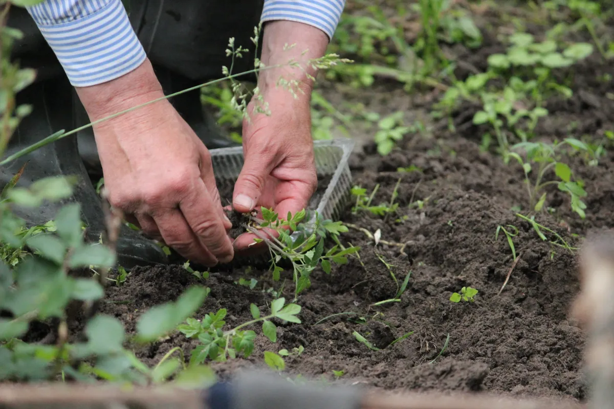 Manos de un jardinero poniendo plantones en la tierra al aire libre