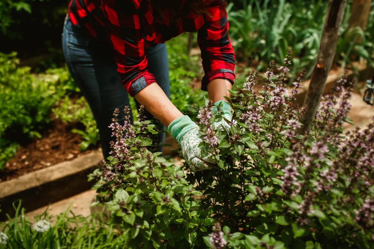 Mujer con guantes podando plantas de albahaca en un jardín frondoso en verano