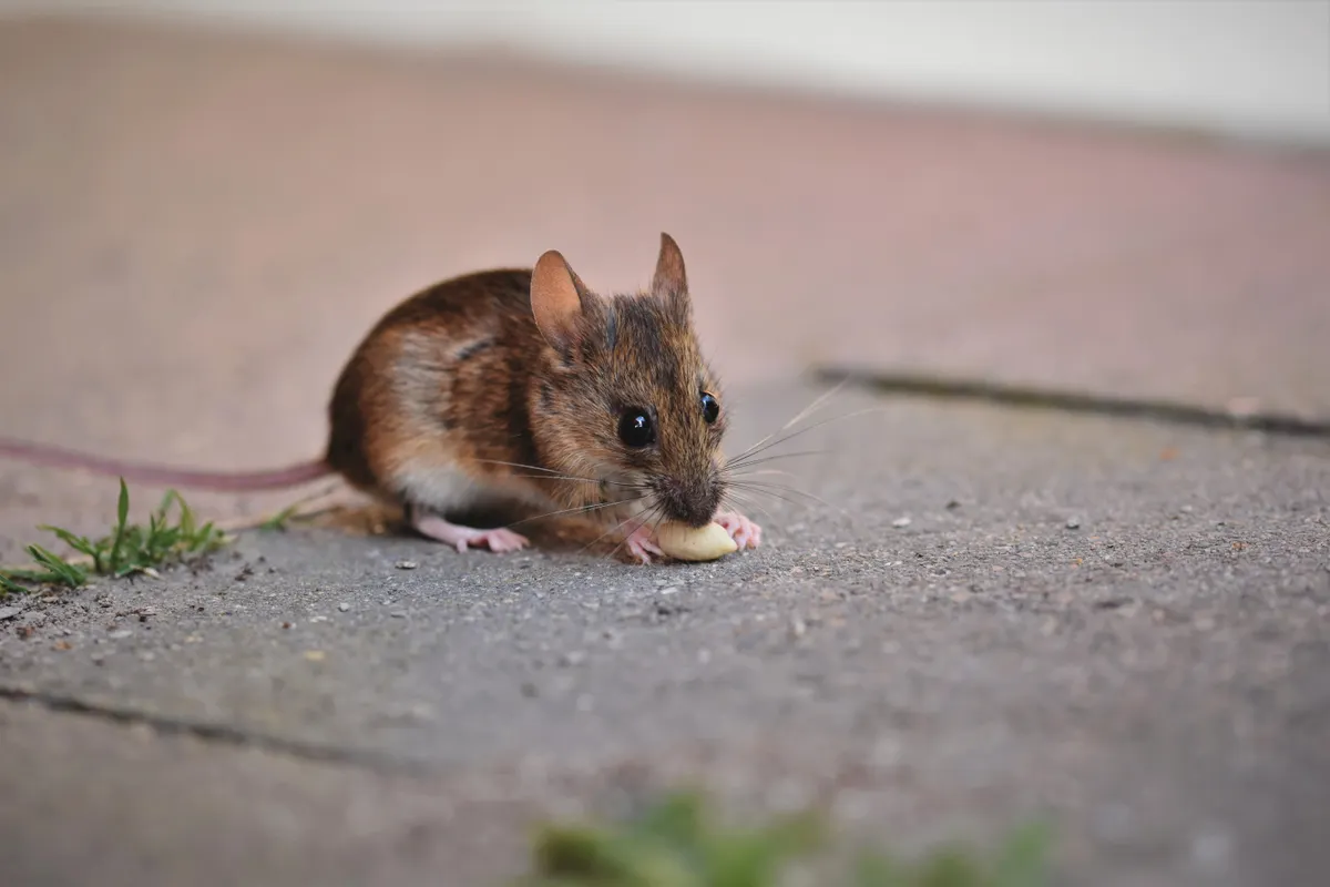 Pequeño ratón marrón comiendo algo sobre la acera